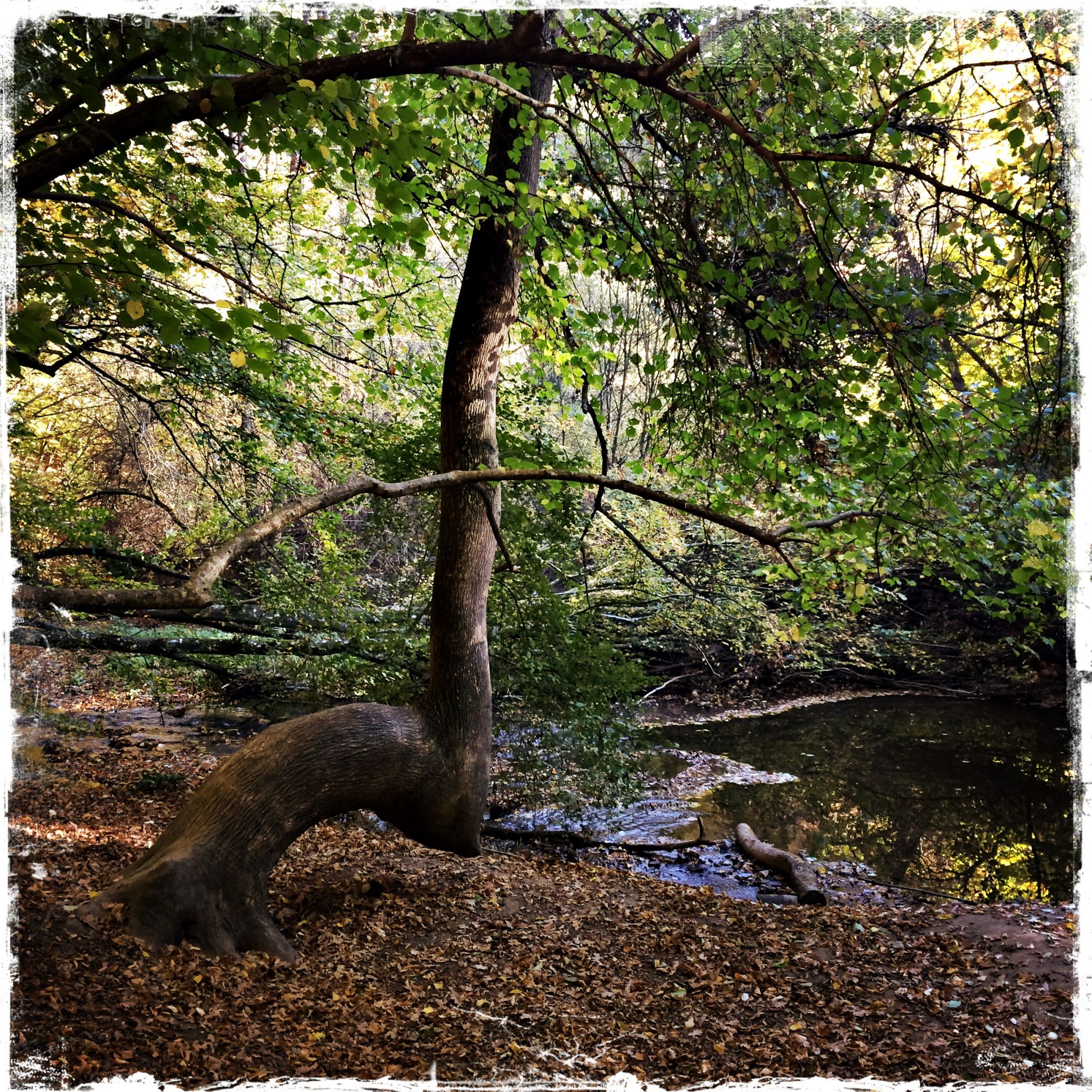 Waldbaden und Shinrin Yoku