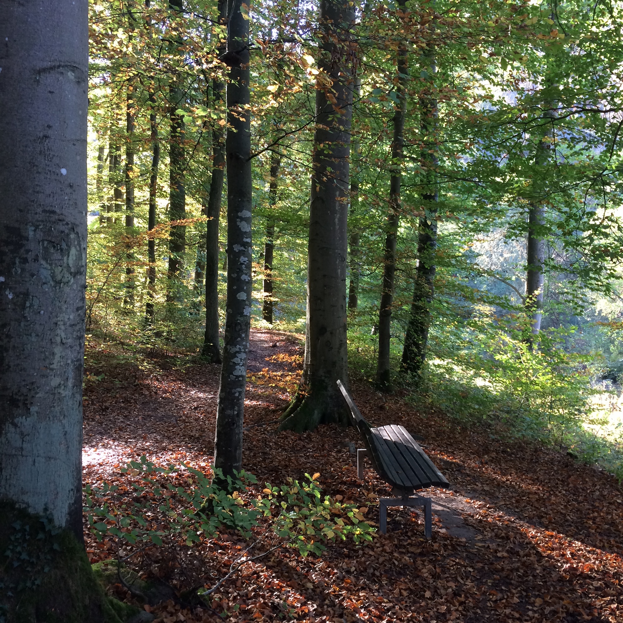 Stille Waldszene im Taunus während eines Achtsamkeits-Retreats