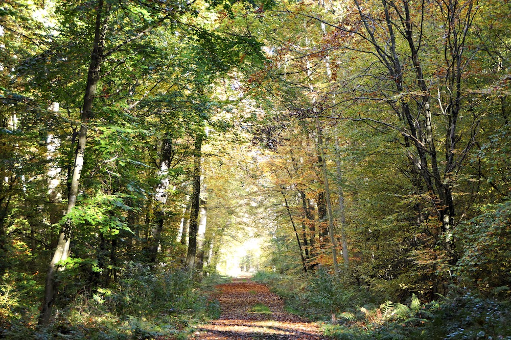 Achtsamkeitswochenende in der Natur mit Ruhe und Stille