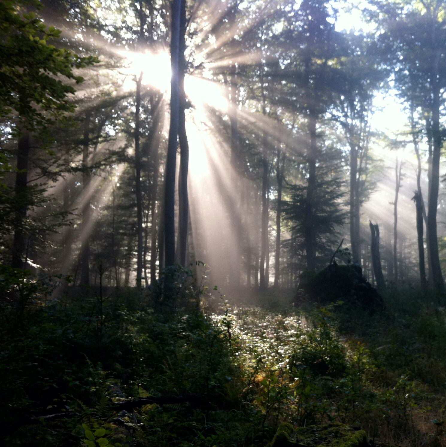 Sonnenstrahlen im stillen Wald im Taunus während einer Auszeit