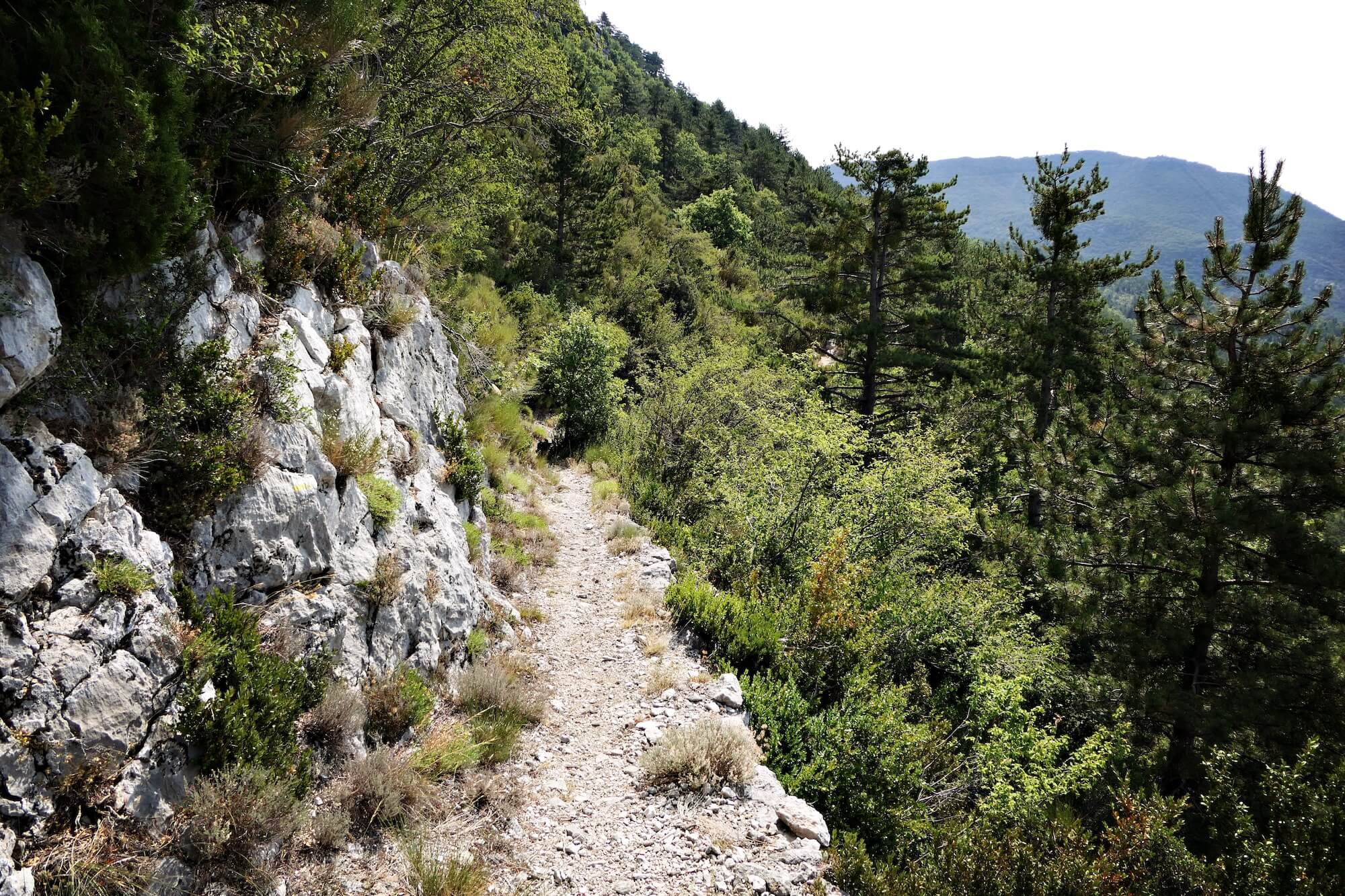 Schmaler Waldweg mit Licht zwischen den Bäumen