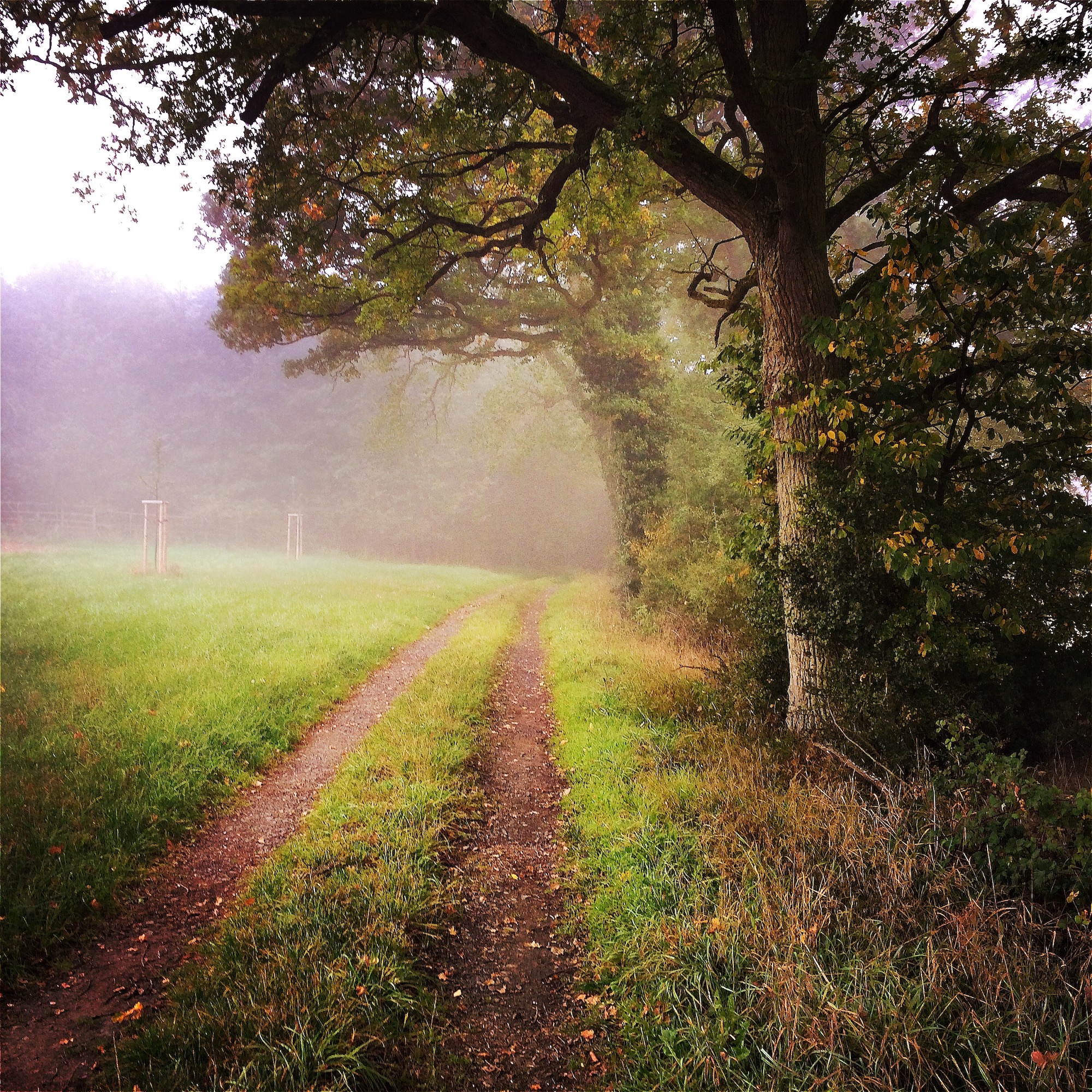 Waldweg im Nebel im Taunus als Teil eines stillen Retreats