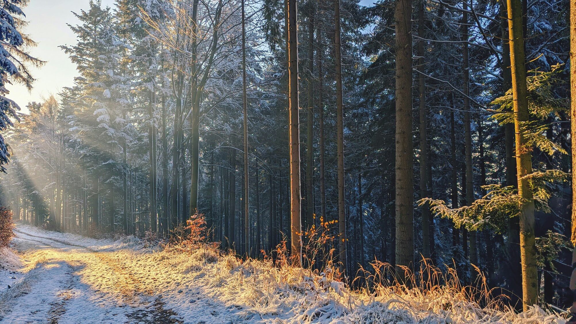 Winterlicher Waldweg im Morgenlicht als stiller Gegenpol zum Karnevalstrubel