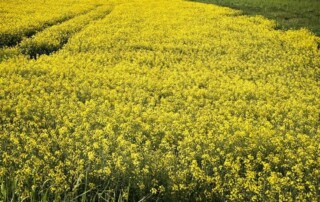 Feldweg mit hohem Gras und Gerstenfeld als Symbol für Naturverbundenheit und achtsames Gehen