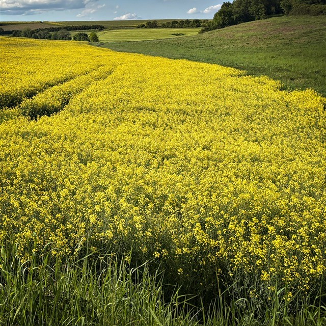 Feldweg mit hohem Gras und Gerstenfeld als Symbol für Naturverbundenheit und achtsames Gehen